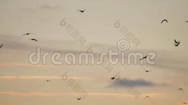 一群鸟在日落时在天空中飞翔。 一群秋鸟在天空的阳光下飞翔